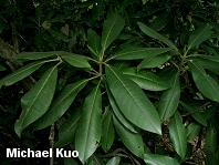 Rhododendron maximum