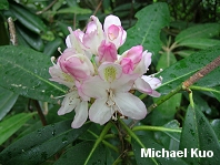 Rhododendron maximum