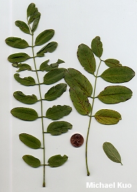 Robinia pseudoacacia