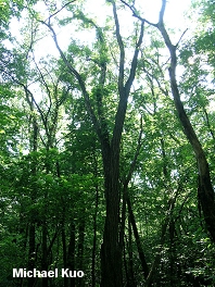 Robinia pseudoacacia