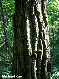 Robinia pseudoacacia