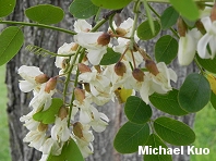 Robinia pseudoacacia