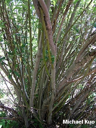 Salix lasiolepis