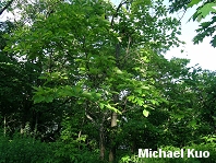 Sassafras albidum