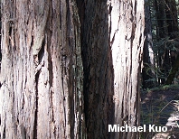 Sequoia sempervirens