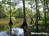 Taxodium distichum