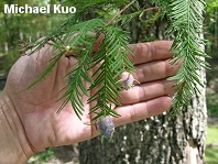 Taxodium distichum