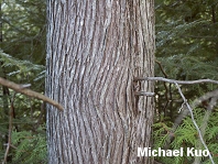 Thuja occidentalis