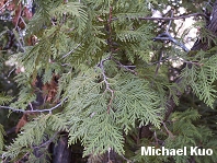 Thuja occidentalis