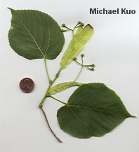 Tilia americana