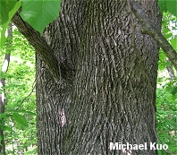 Tilia americana