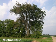Ulmus americana