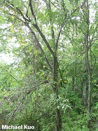 Ulmus rubra