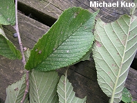 Ulmus rubra