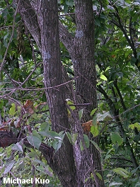 Ulmus rubra