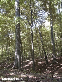 Oak-Hickory Woods